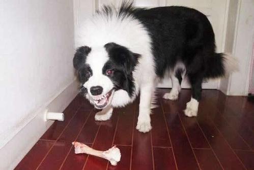 训练狗狗护食怎么纠正,狗狗护食怎么训练