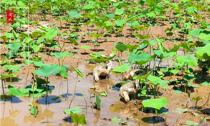渝北周边采摘推荐,渝北茨竹附近采摘园
