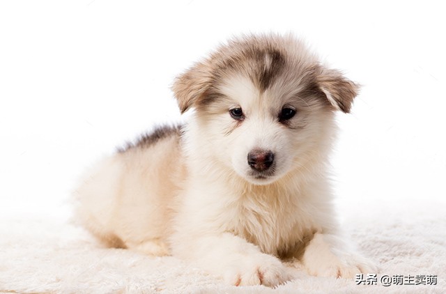 阿拉斯加犬下崽后没奶怎么回事,阿拉斯加产后吃什么