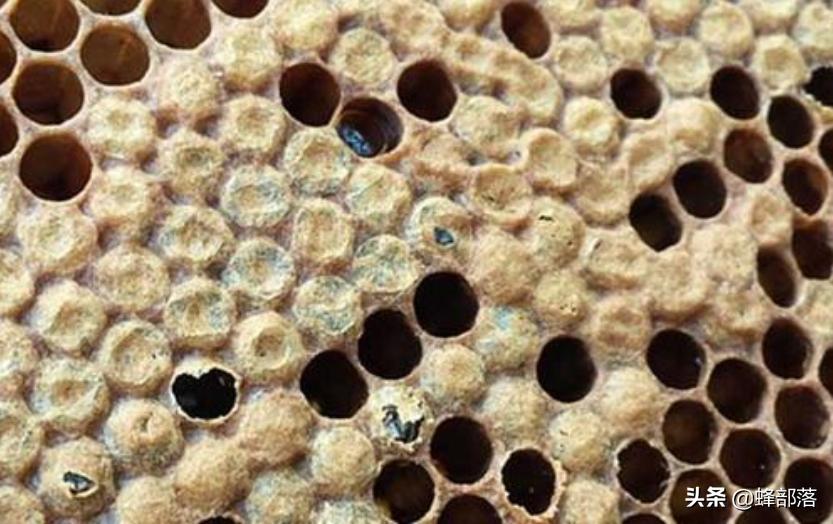 新蜂王产卵效果怎么样,新蜂王产卵会不会多卵