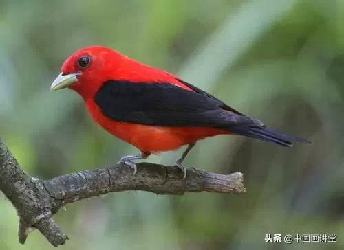 怎么用彩铅画出一只鸟儿,最简单的鸟儿画法