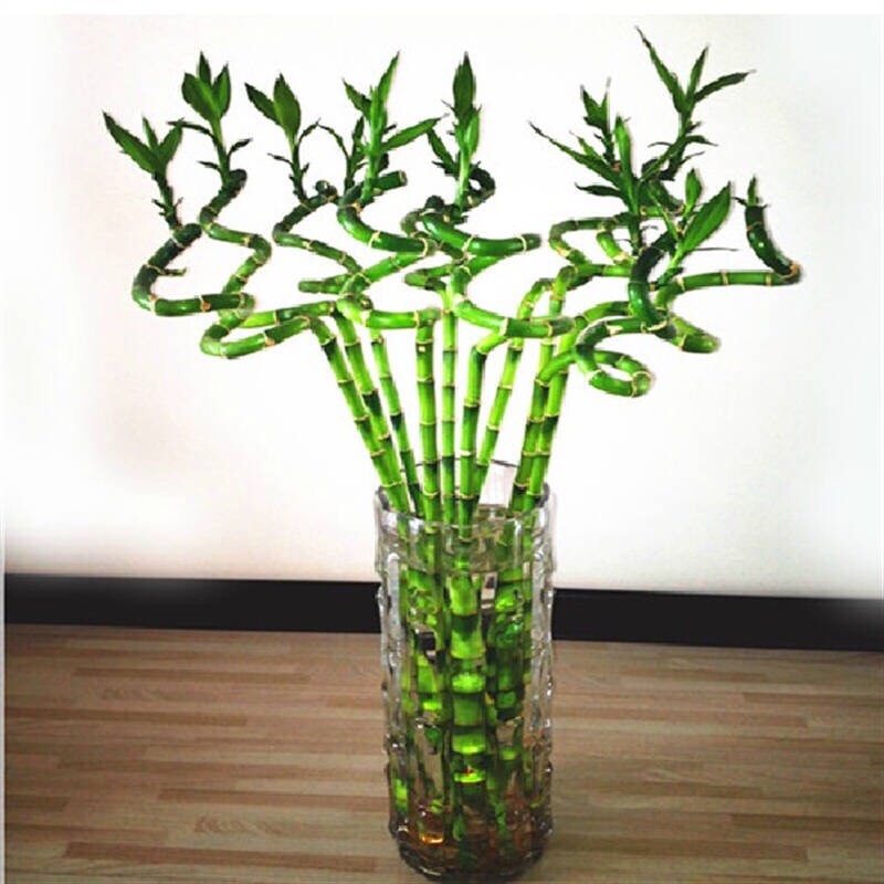 富贵竹叶子黄叶怎么养,富贵竹黄叶怎么养