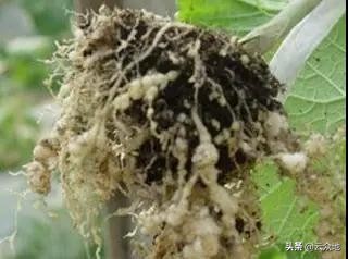 根结线虫危害的典型症状,瓜类根结线虫最佳防治方法