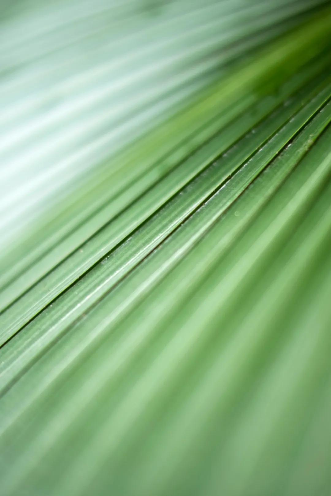 铭匠apsc0.95,铭匠50mmf1.2对比星曜