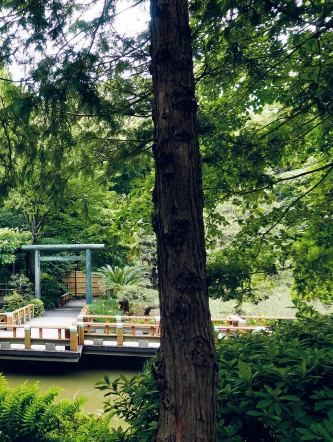 隈研吾绝美竹屋,隈研吾东京住宅