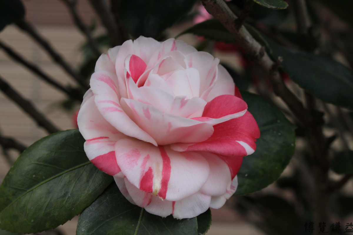 如何选择家中花卉植物盆栽,家庭常见的盆栽花卉的养护与管理