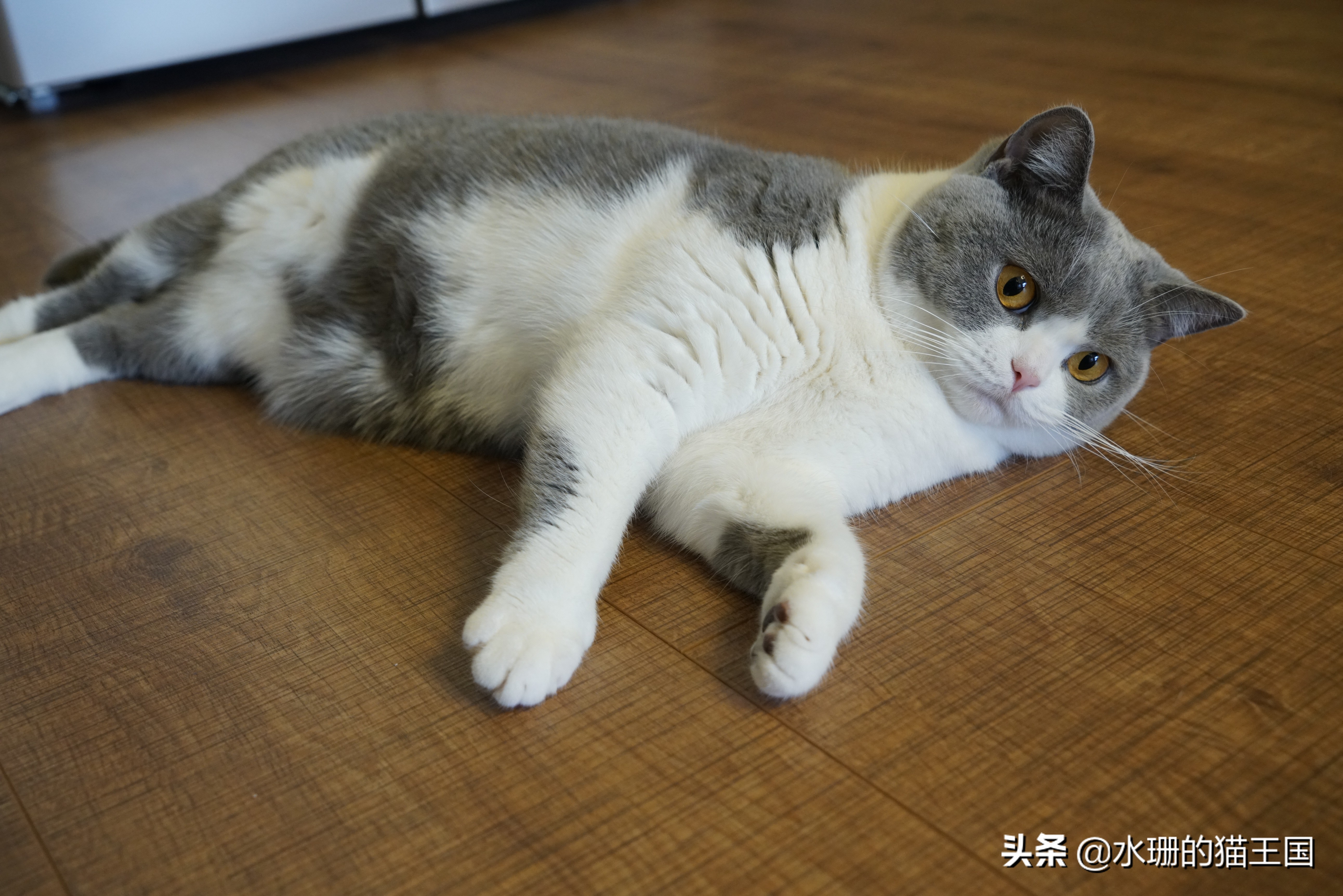 猫咪的习性30字,猫咪的五大生活习性