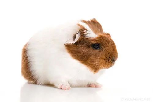 天竺鼠惊恐但贪吃,天竺鼠害怕会死掉吗