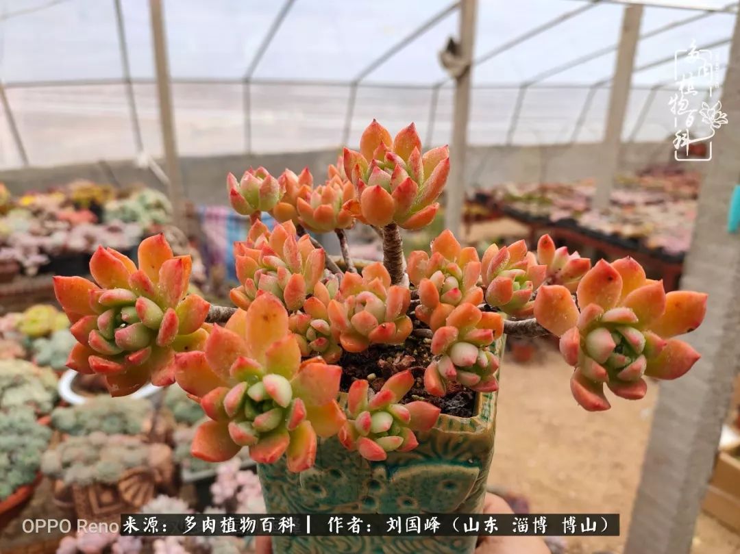 冬季室温20度以上多肉怎么养,贵的不一定就是好的便宜的