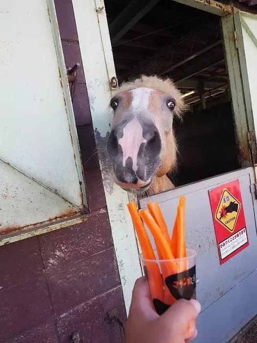 日本生态农业庄园,日本田园农场排行榜