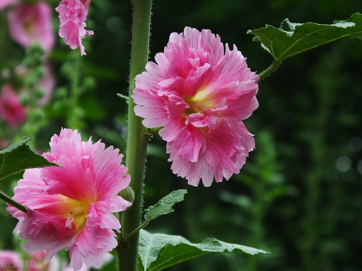 四川一种名花:花叶可食、全株入药,一开就是180天,又美又强大