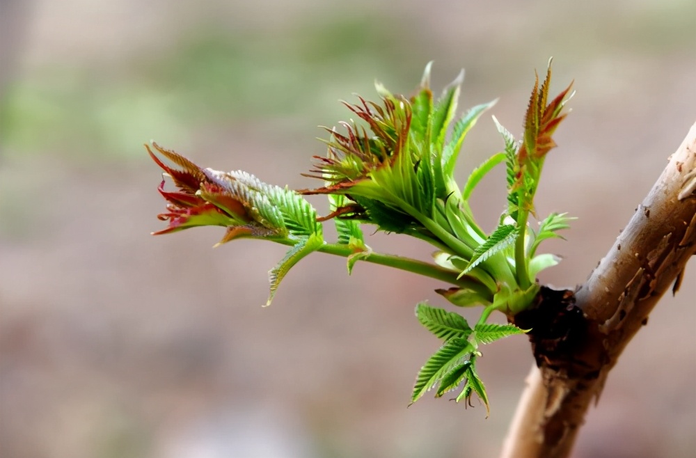 人们为什么都说漆树会咬人,会咬人的漆树长什么样子
