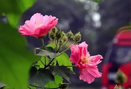 赏花时间表,赏花季节及图片