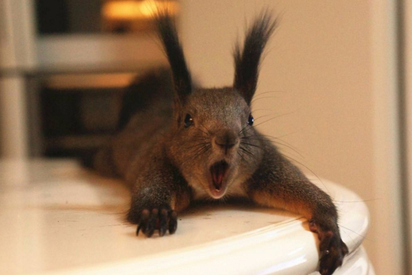 松鼠品种大全图解宠物松鼠,松鼠有哪些品种宠物松鼠品种图鉴