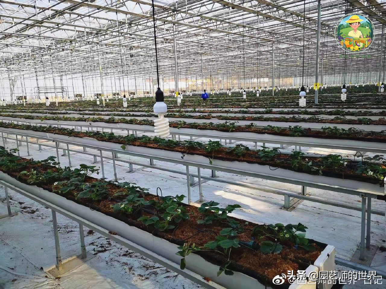 夏季草莓还能开花结果吗,草莓夏季高产