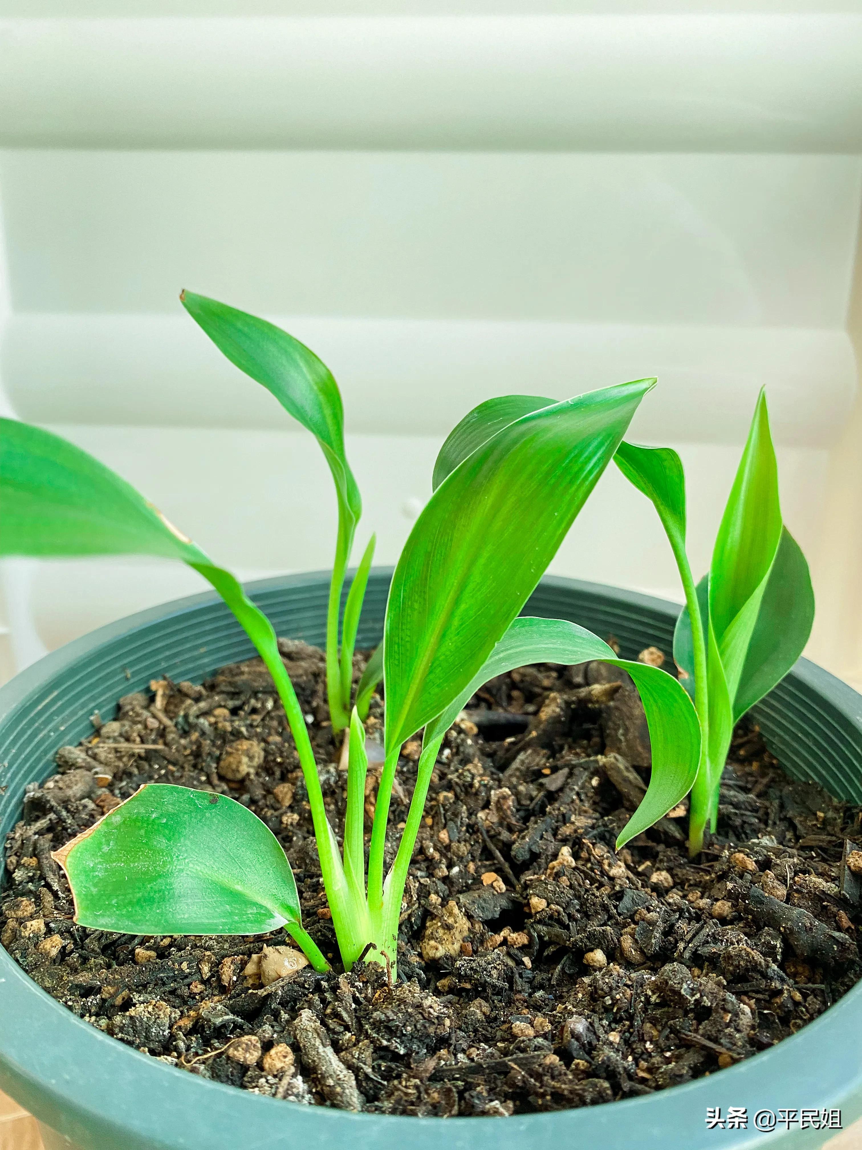 鹤望兰移栽几天才看出是否成活,鹤望兰一棵小苗没有根能养活吗