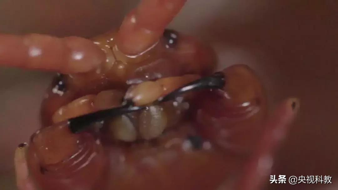 揭秘出没滇南的巨型“红龙”