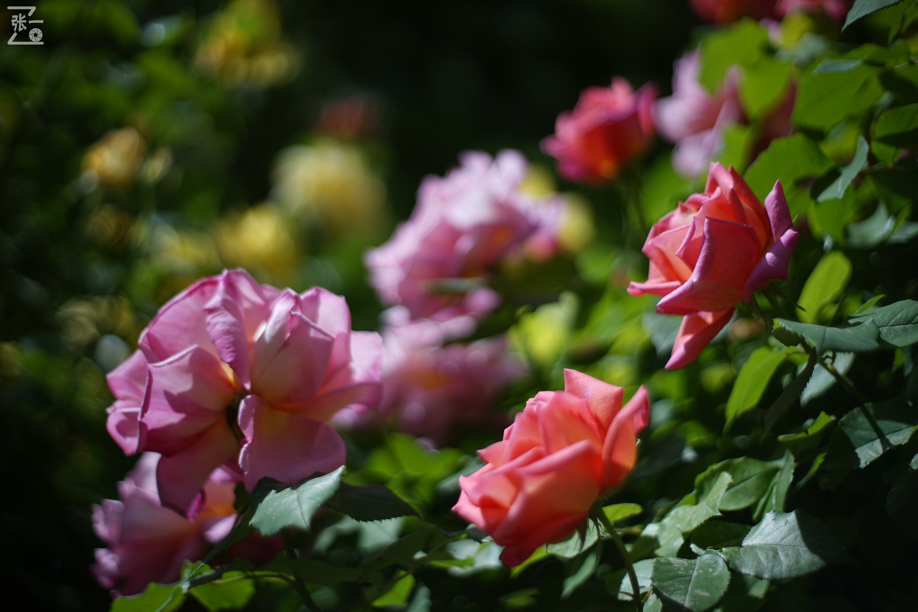 凤凰国产50mm镜头,凤凰索尼e口镜头