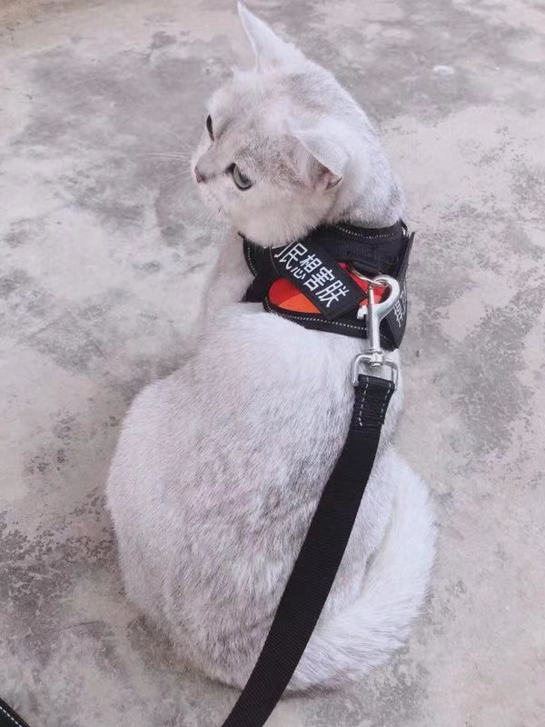 深圳富人日常生活真实记录,在深圳普通人最真实的生活状态