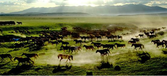 伊犁昭苏马场的马,伊犁昭苏县的马