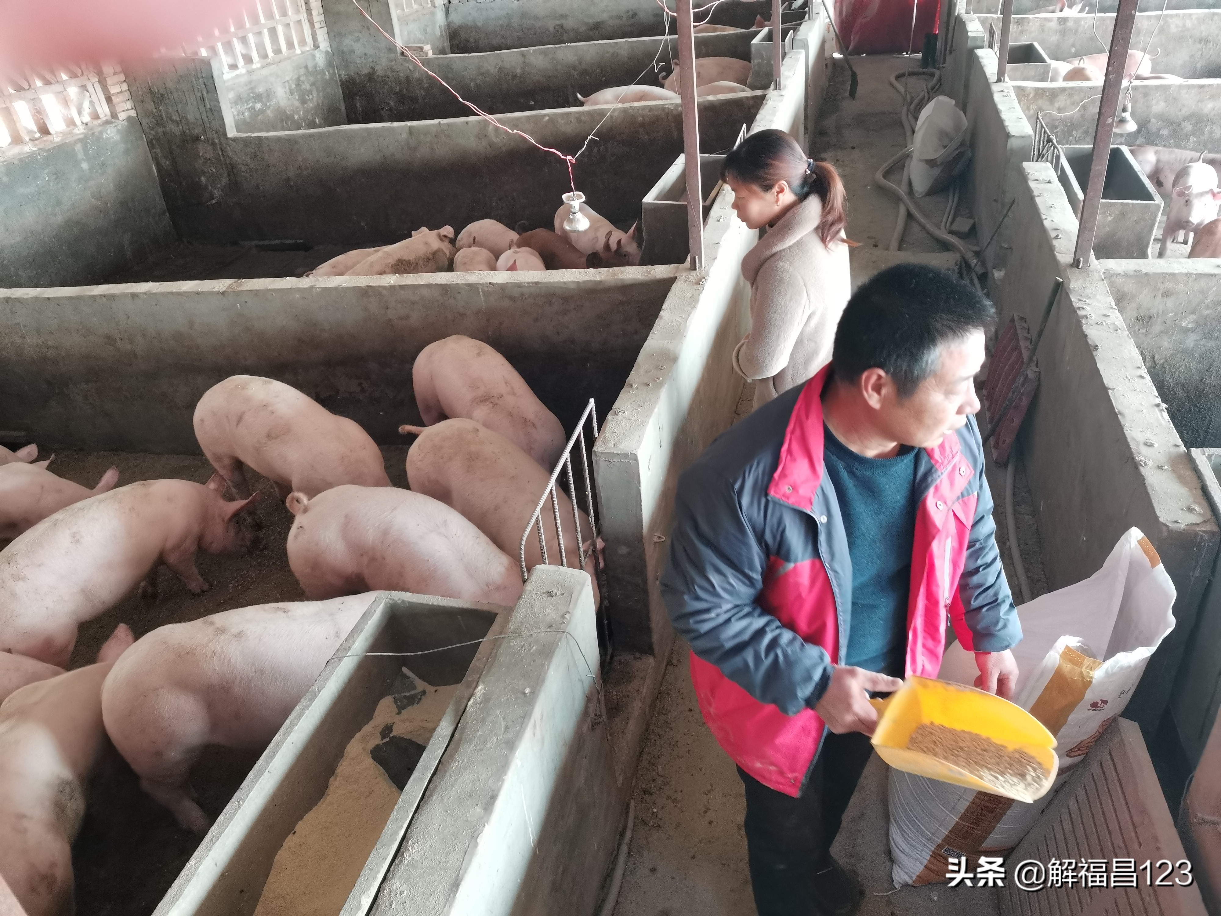 科学养猪，年纯收入200万元，请看养猪达人是怎么做到的