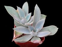 广寒宫都有谁,广寒宫里都有谁