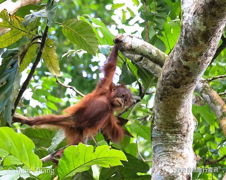 待疫情平息,和孩子一起探索“失落的世界”婆罗洲原始雨林