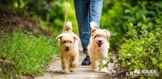 女子遛3只狗不牵绳！湖北男子遭狗撕咬*体下**受伤严重，缝了30多针