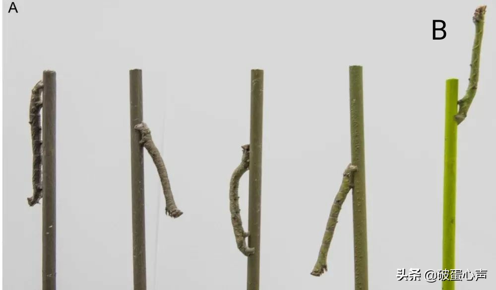 用皮肤看“视界”?谁说不可能,“变色专家”桦尺蠖自有小妙方