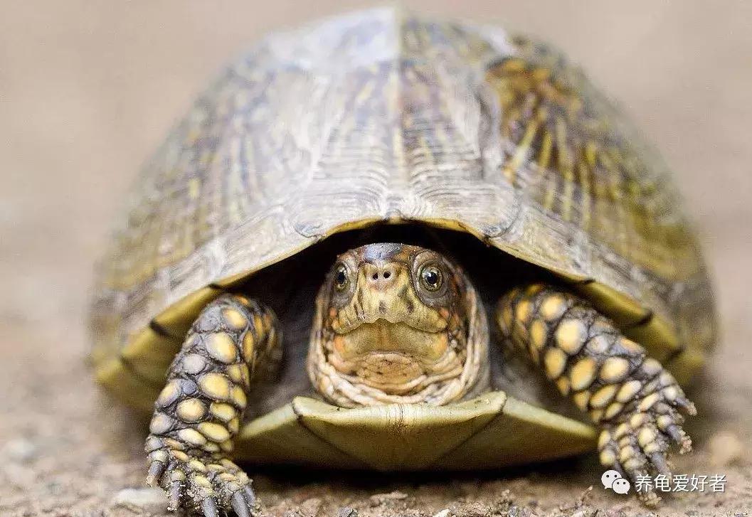 上班族副业养龟挣钱吗,上班族适合养什么乌龟