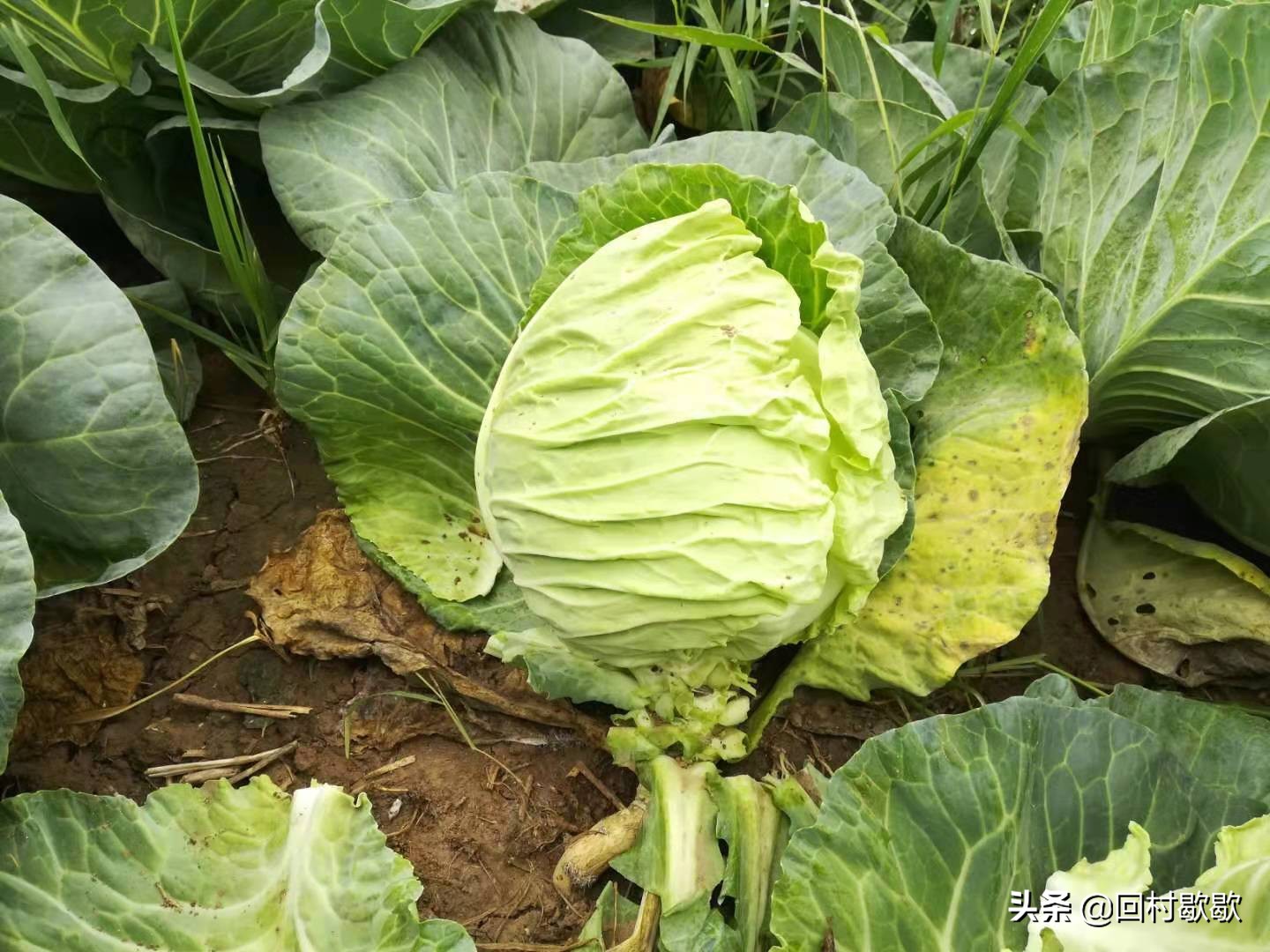 包头菜怎么处理,包头菜怎样储存冬天才能好吃