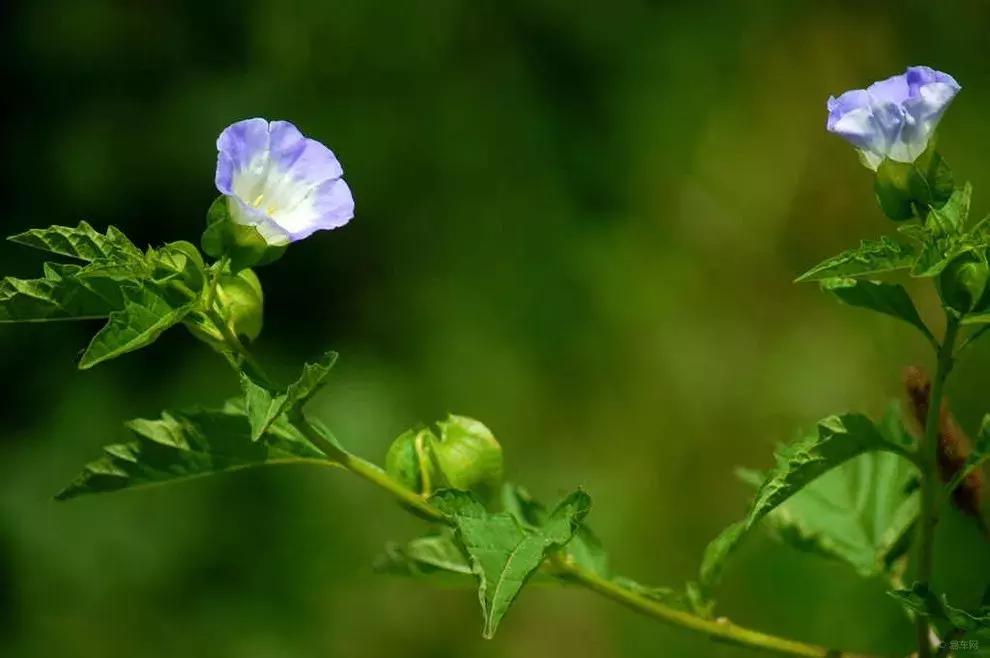 仙草、龟苓膏、西米...那些冰凉爽口的甜品都是用什么做的？