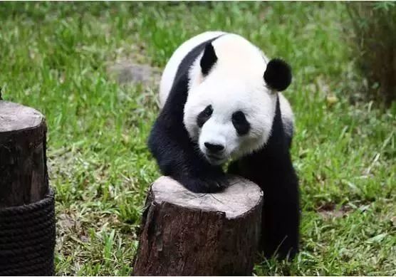 *安泰**赏花休闲婚拍就到泰山花海摩玛梦想城