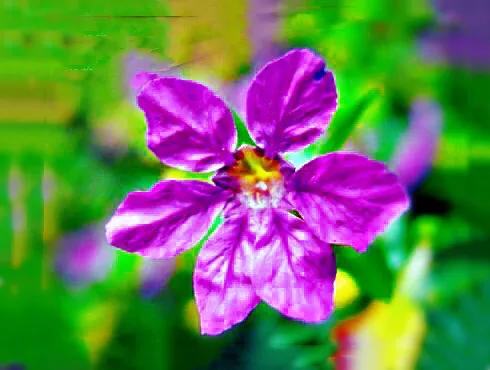 细叶萼距花的养殖方法,细叶萼距花的功效与作用