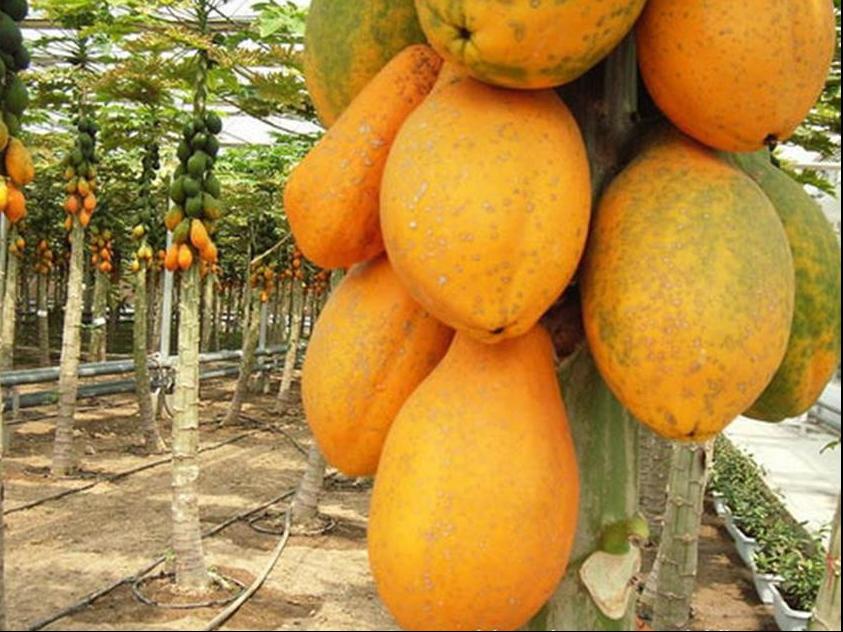 百种味道的果子,百种果实图片