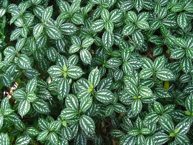 好养的盆栽花卉排名前十,盆栽花比较好养的有哪些