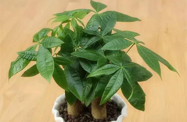 家里养的绿植长白霉怎么处理,家里的绿植老是生虫怎么办