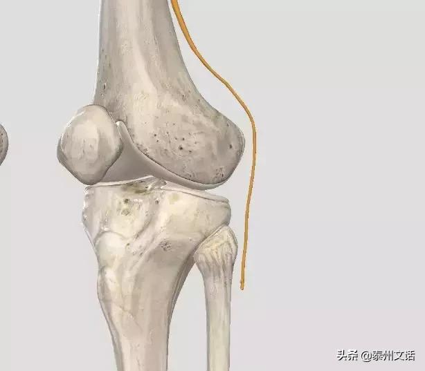 筋膜枪是什么,筋膜枪推荐排行榜前十名