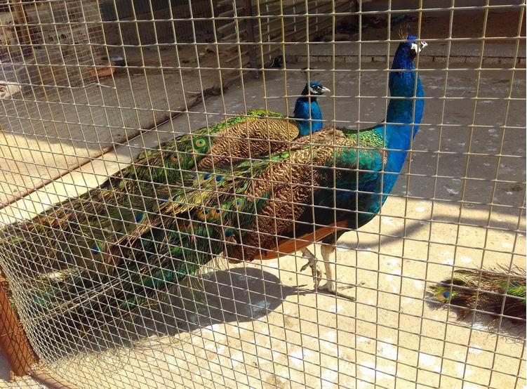 养殖户赚钱吗,养殖户一年能赚多少钱啊