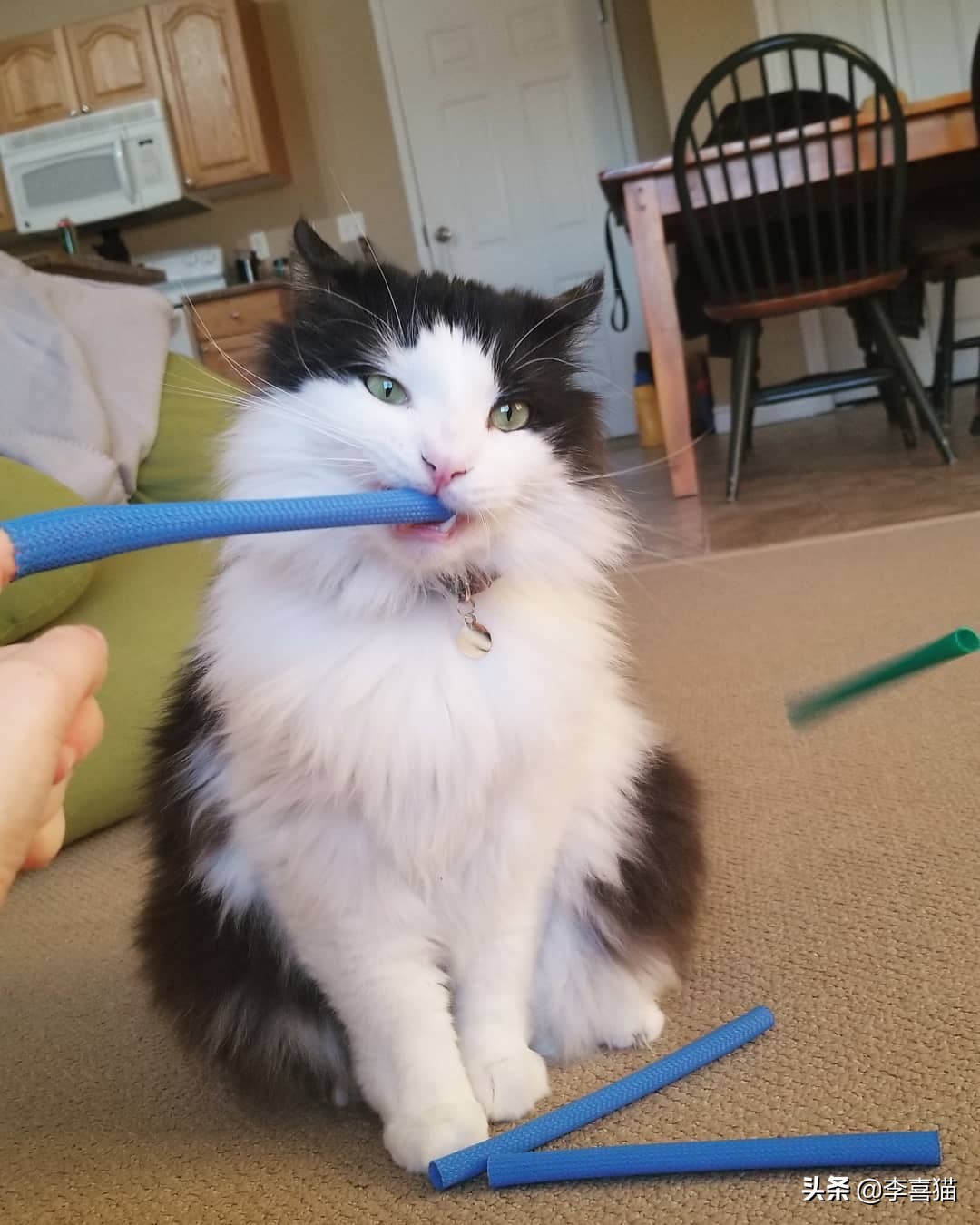 猫咪最喜欢的8类玩具 (铲屎官必备猫玩具大全)