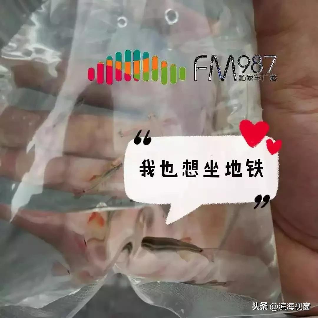 花了大价钱!去极地海洋馆玩买了这个……居然上不了9号线