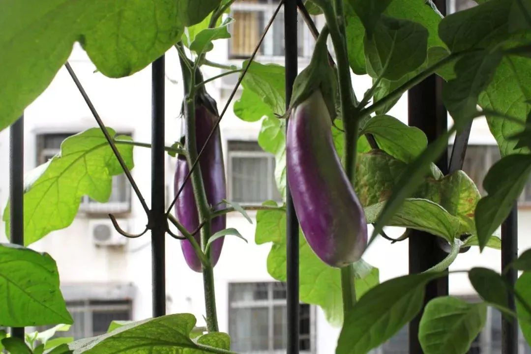 茄子最常见的病虫图片,茄子虫害最佳治疗方法