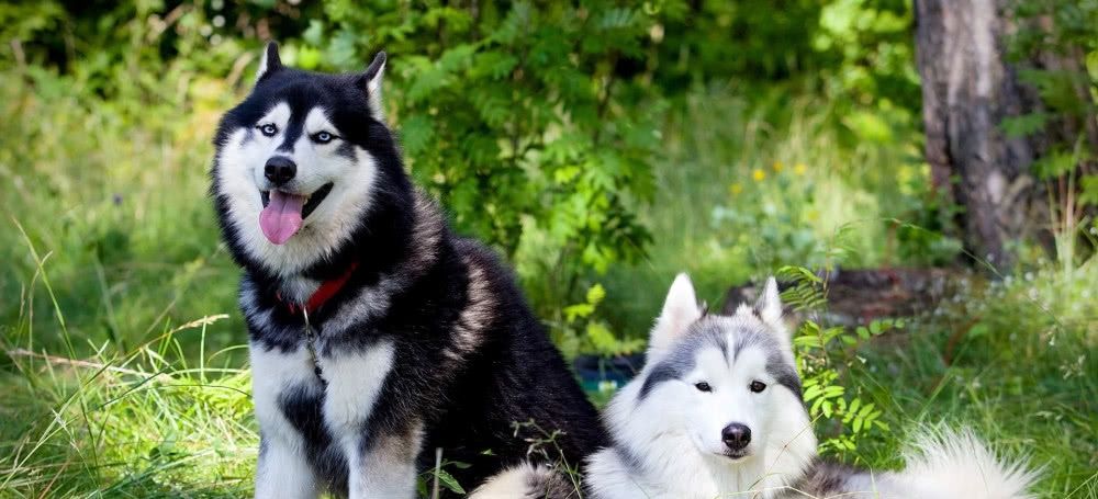 狗狗犯错能不能不喂吃的,狗狗对待食物的各种表现