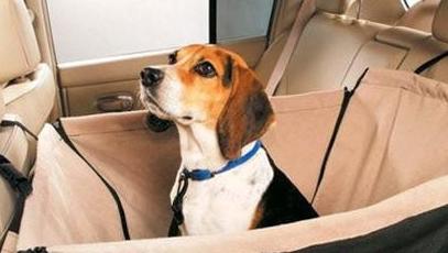 想带狗狗去游乐,带狗狗去旅游需要准备什么