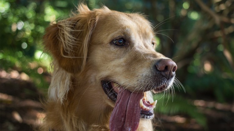 伤害汪汪健康的“吃纸”,必须根儿上杜绝