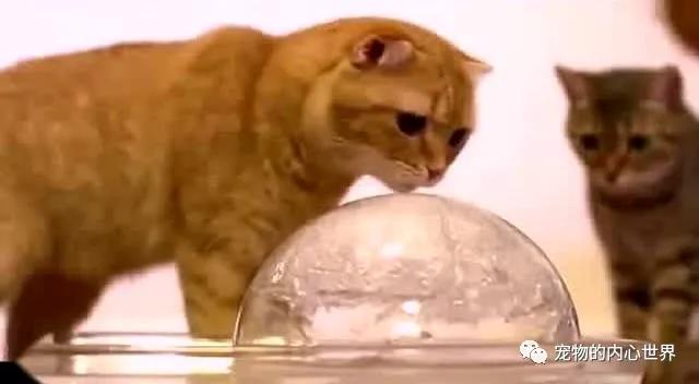 怎么纠正猫咪去厕所喝水,铲屎官发现猫咪尿不出来怎么办