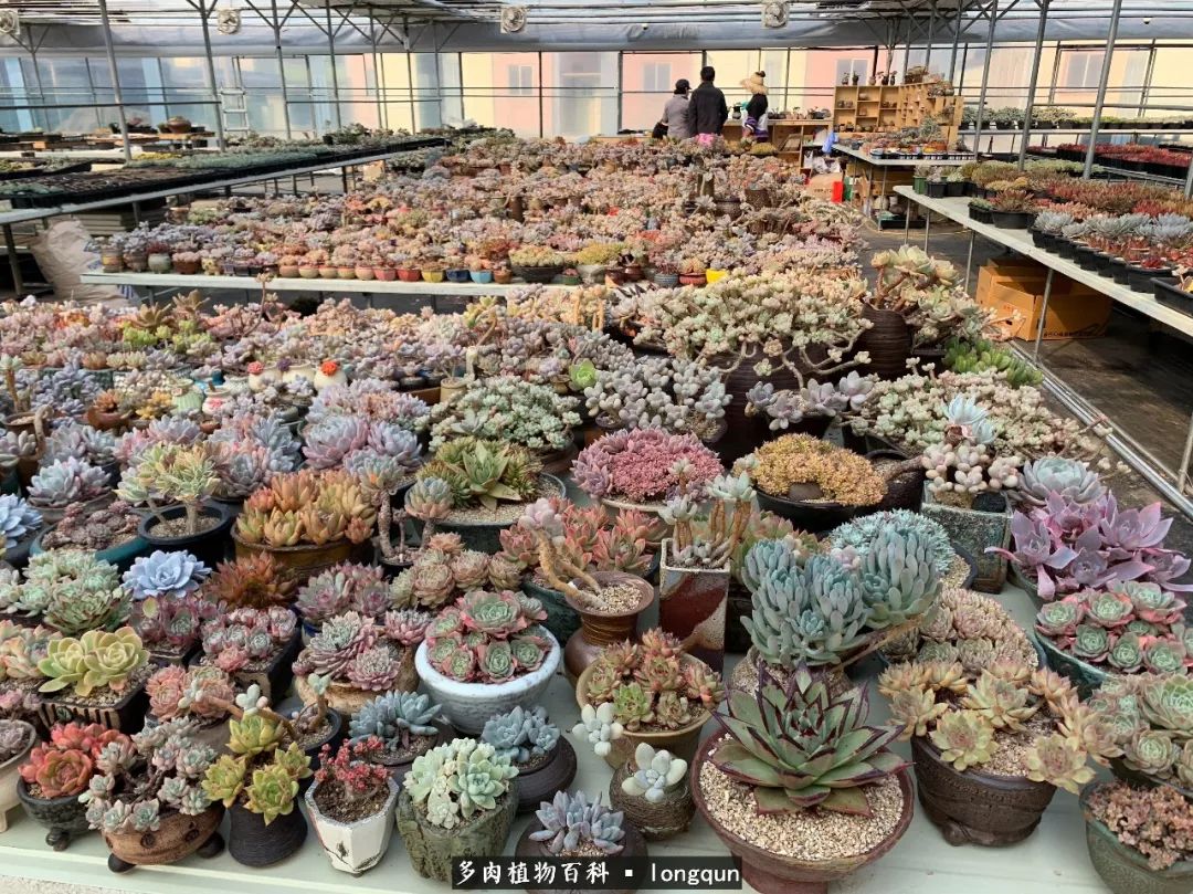 肉叔带你走遍韩国多肉大棚,记一次精彩的采摘之旅