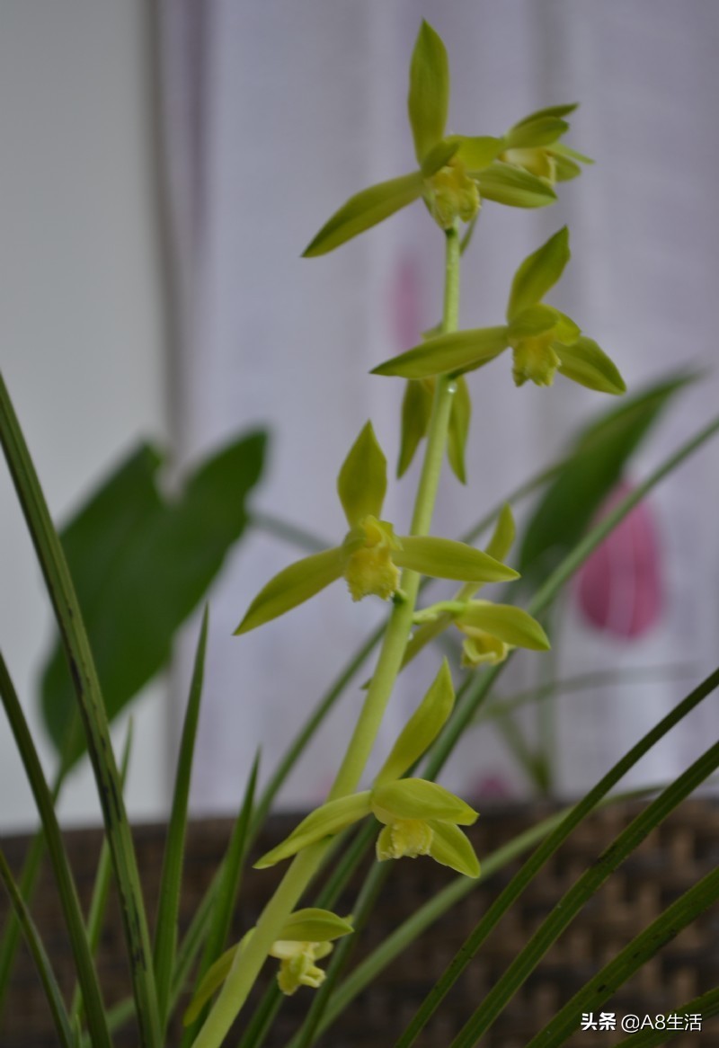 兰花蕙兰十大名品,蕙兰名品大全欣赏