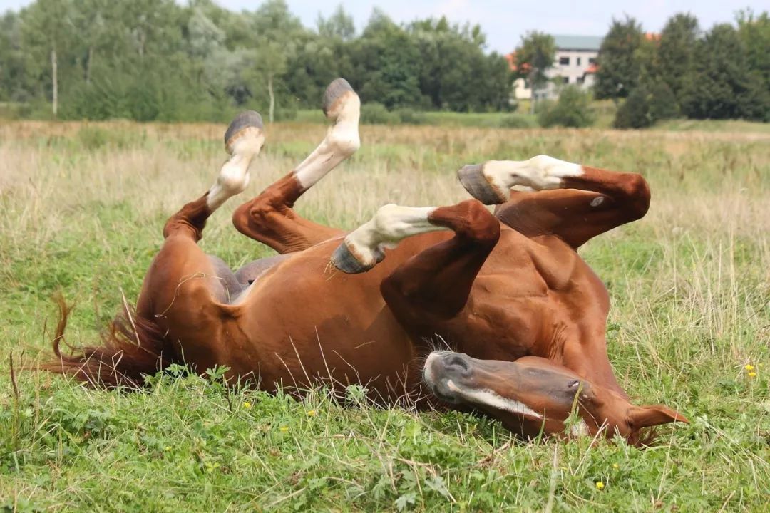 马营养不良的表现,马营养不良看哪里看得出来