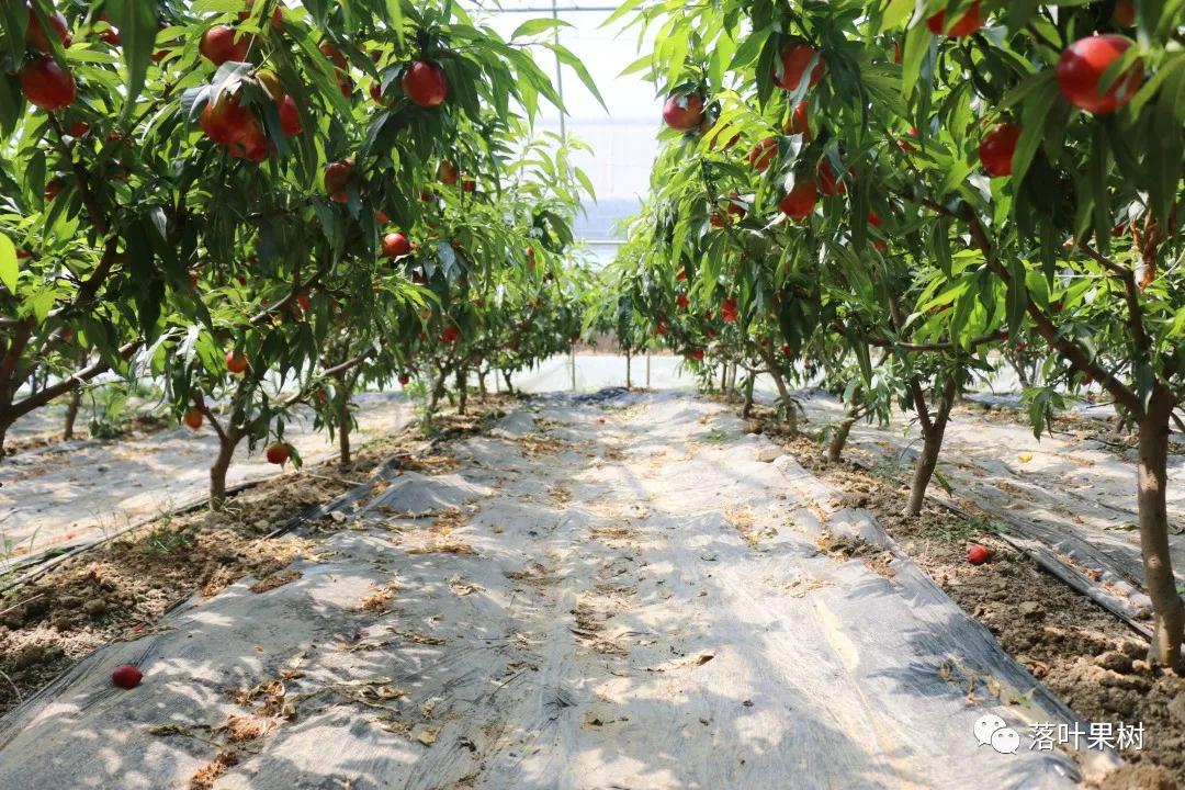 中国桃产业转型升级,桃产业转型升级的思考